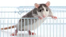 5 meilleures cages pour rats