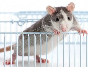 5 meilleures cages pour rats