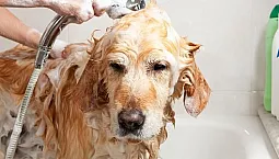20 meilleurs shampooings pour chiens