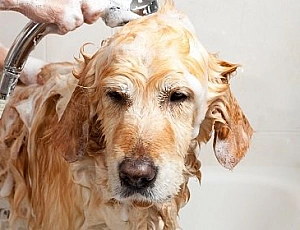 20 meilleurs shampooings pour chiens