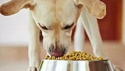10 meilleurs aliments pour chiens âgés