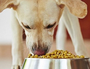10 meilleurs aliments pour chiens âgés
