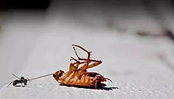 5 remèdes contre les cafards les plus sûrs