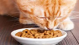Les 5 meilleurs aliments médicamenteux pour chats