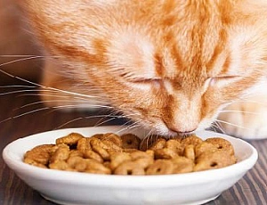 Les 5 meilleurs aliments médicamenteux pour chats
