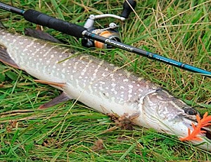 10 meilleures cannes à lancer pour le brochet