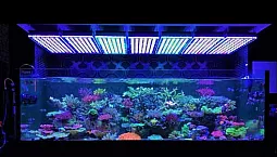 Top 10 des lampes d'aquarium