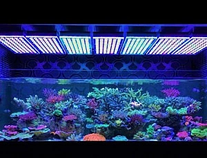 Top 10 des lampes d'aquarium