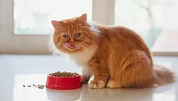15 meilleurs aliments secs pour chats
