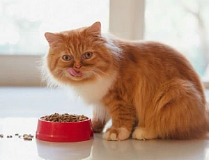 15 meilleurs aliments secs pour chats