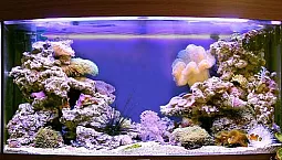 Les 10 meilleurs fabricants d'aquariums