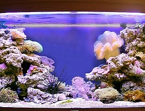 Les 10 meilleurs fabricants d'aquariums