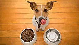Top 10 des aliments pour Jack Russell Terrier