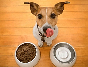 Top 10 des aliments pour Jack Russell Terrier