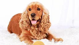 10 meilleurs aliments Cocker Spaniel