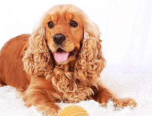 10 meilleurs aliments Cocker Spaniel