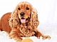 10 meilleurs aliments Cocker Spaniel
