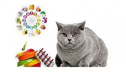 10 meilleures vitamines pour chats