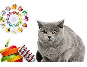 10 meilleures vitamines pour chats