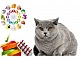 10 meilleures vitamines pour chats