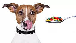 5 meilleures pilules anti-tiques pour chiens