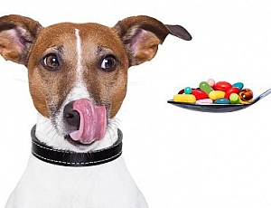 5 meilleures pilules anti-tiques pour chiens