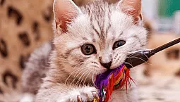 10 animaleries en ligne