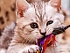 10 animaleries en ligne