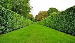 10 meilleures plantes de haie