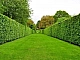 10 meilleures plantes de haie
