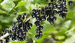 10 meilleures variétés de cassis pour la région de Moscou
