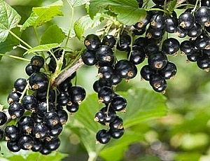 10 meilleures variétés de cassis pour la région de Moscou