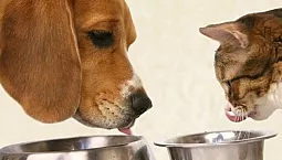 Les 10 meilleures alternatives à la nourriture Royal Canin