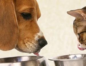 Les 10 meilleures alternatives à la nourriture Royal Canin