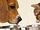 Les 10 meilleures alternatives à la nourriture Royal Canin