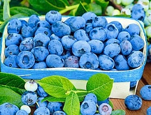 10 meilleures variétés de myrtilles pour la voie du milieu