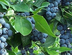 10 meilleures variétés de myrtilles pour la région de Moscou