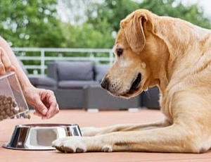 Les 10 meilleurs aliments pour chiens de grande race de 2021