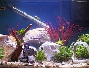 Les 8 meilleurs radiateurs d'aquarium