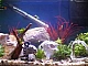 Les 8 meilleurs radiateurs d'aquarium