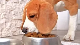 10 meilleurs aliments pour chiens sans céréales