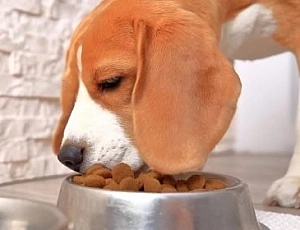 10 meilleurs aliments pour chiens sans céréales