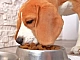10 meilleurs aliments pour chiens sans céréales
