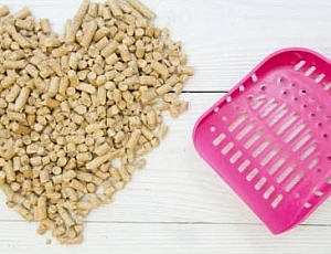 Les 10 meilleures litières pour chats en bois de 2021