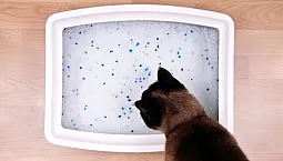 Les 10 meilleures litières pour chats en gel de silice de 2021