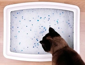 Les 10 meilleures litières pour chats en gel de silice de 2021