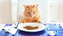 10 meilleurs aliments pour chats sans céréales