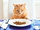 10 meilleurs aliments pour chats sans céréales