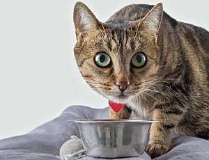 Meilleure nourriture pour chat - Royal Canin, Proplan ou Monge ?