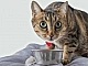 Meilleure nourriture pour chat - Royal Canin, Proplan ou Monge ?